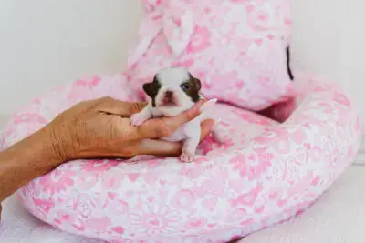 Chihuahua  Baby Bellissima Of Aphrodite Childs