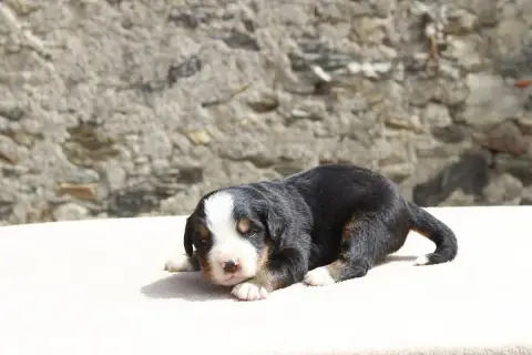Bouvier Bernois  Chiot 6 De La Vallée De L'Hyrome photo 2