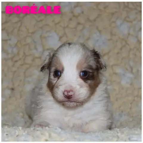 Berger Australien  Boréale White Snow Sheperds