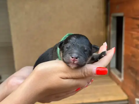 Chien Finnois De Laponie  Chiot 1 - photo 2