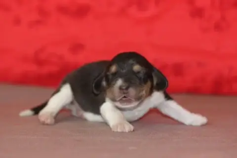 Beagle photo 3