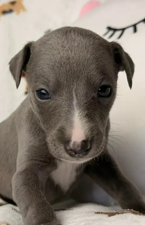 Whippet  Balrog De La Bastie D'Hucaroc