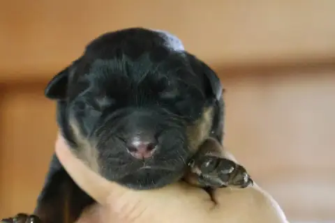 Rottweiler  Blade House Of Warrior photo 2