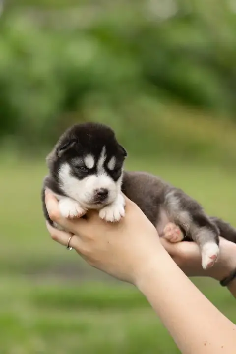 Siberian Husky  Chiot 2 Of Umok'S Dreams