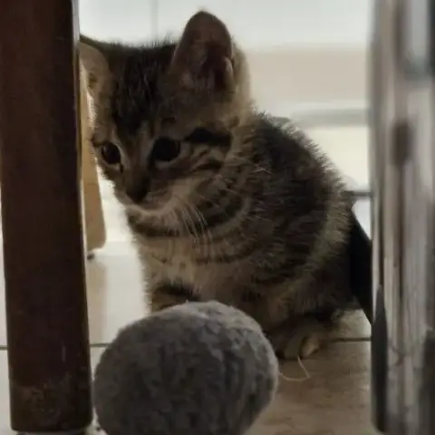 Chaton Popy