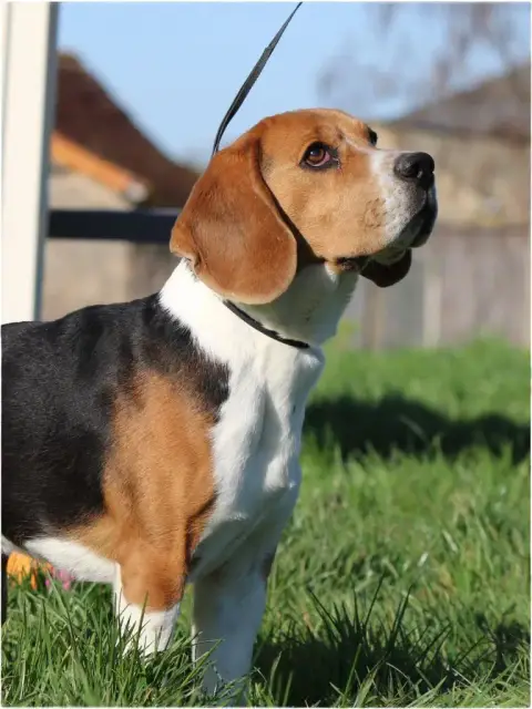 Beagle  Chiot 2 Des Crocs De Heurtevent photo 3