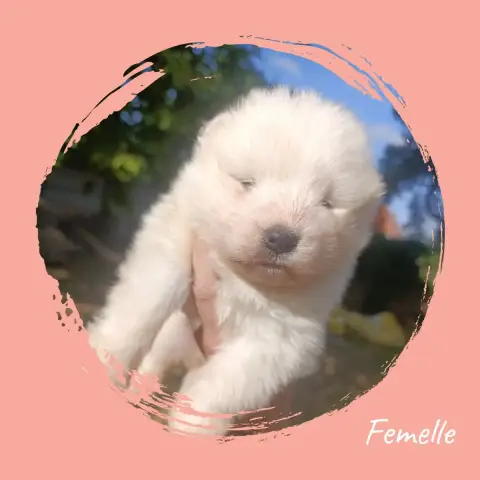 Adopter Samoyède 
                        Chiot 2