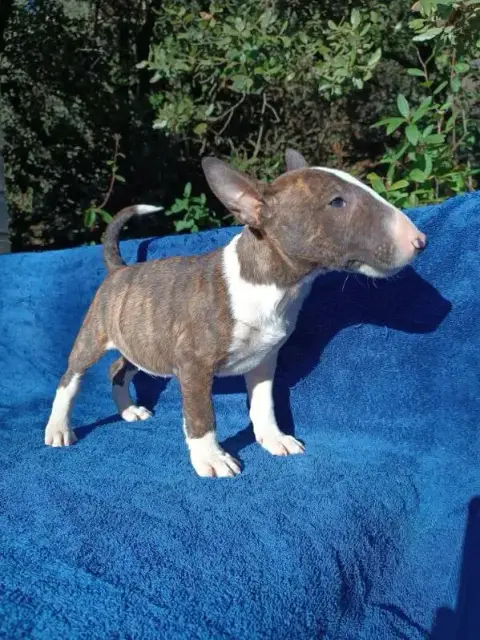 Bull Terrier Miniature  Ace Kingston- photo 3