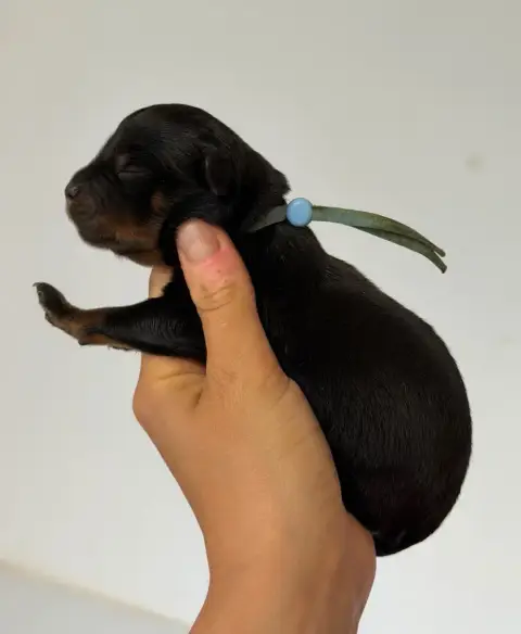 Rottweiler