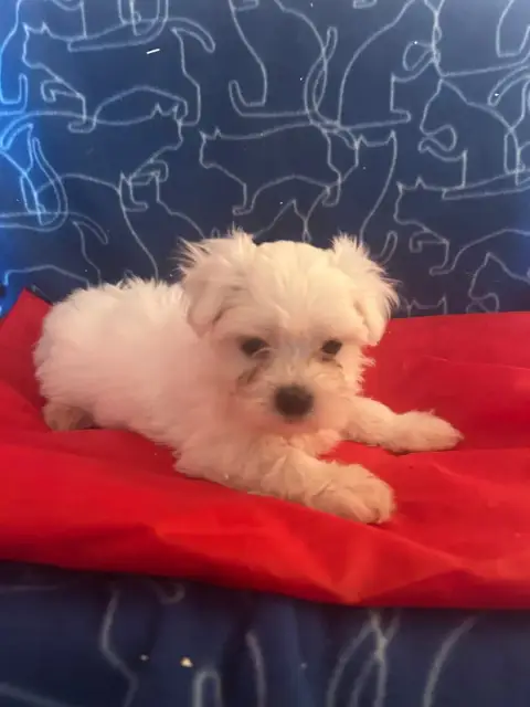 Bichon Maltais  Beaute Du Hameau De Roxane