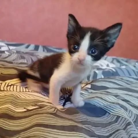 Chaton Groseille