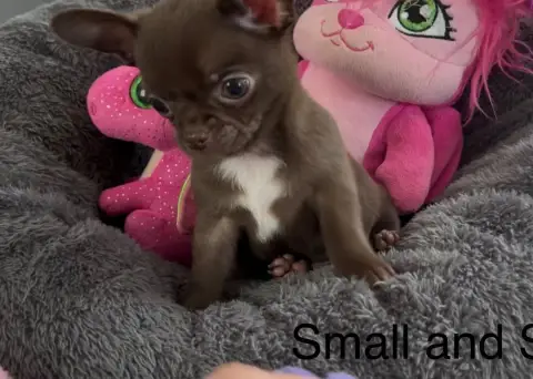 Chihuahua  Disponible Bounty Small And Snob photo 3
