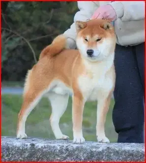 Shiba  Chiot 1 Of The Fara Family photo 3