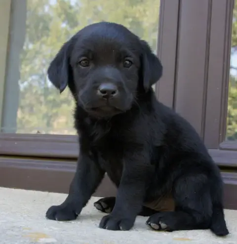 Labrador Retriever  Fn1 Des Assards De Pierregourde feab7 photo 2