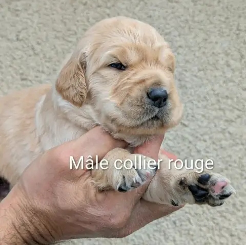 Golden Retriever photo 3