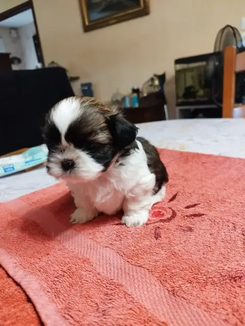 Shih Tzu  Baccara Du Jardin Des Perles De Cixi