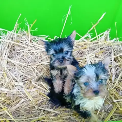 Magnifique Chiot Yorkshire
