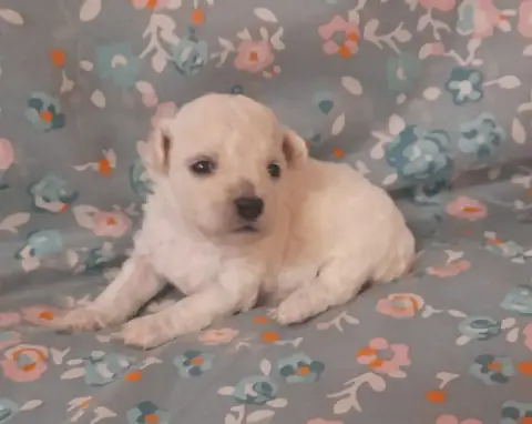 Bichon Frise  Chiot N°6 Von Bereich Sandalvi