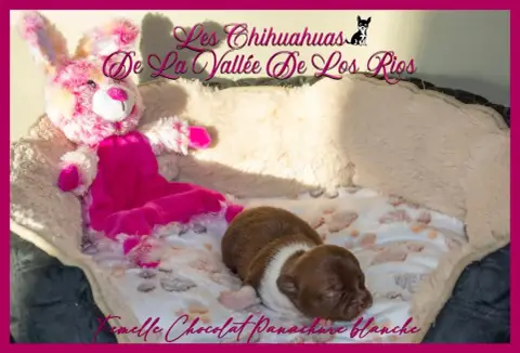Chihuahua