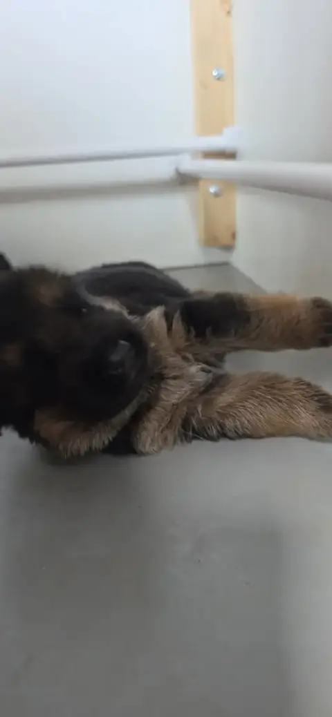 Berger Allemand 
                        Chiot N°3 Du 3b1ca