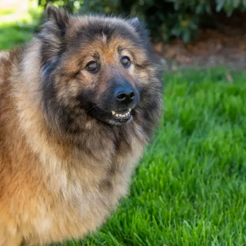 Eurasier  Bali Des Marais De Courmont photo 3
