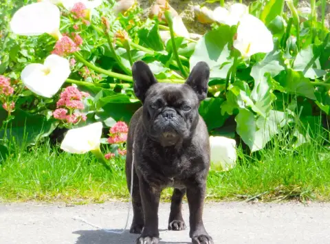 Bouledogue Français  Collier Jaune Prestige Line photo 3