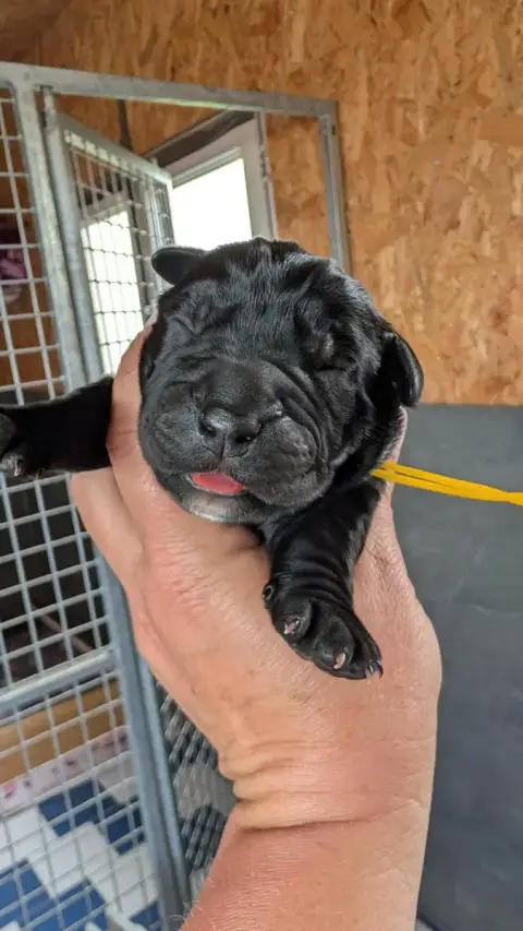 Cane Corso  Chiot 2 Des Légendes De Goliath