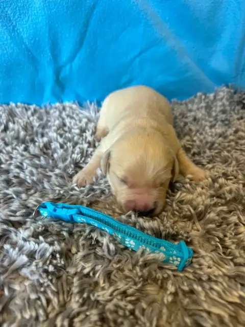 Golden Retriever  Collier Bleu Ciel Des Gardiennes De b4d3e photo 3