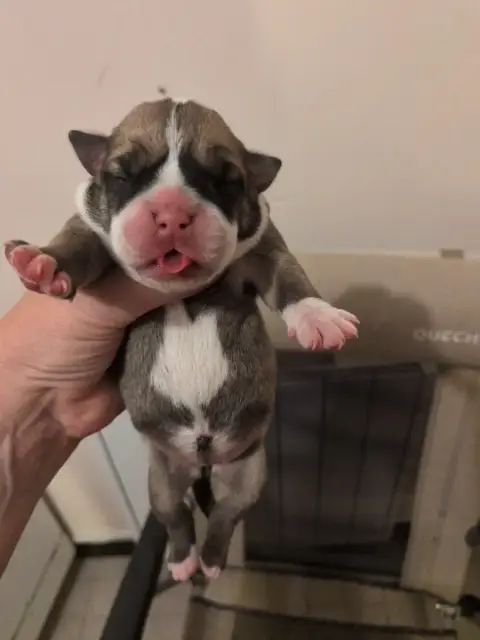 Bulldog Continental  Chiot 1 Du Paradis D'Eska