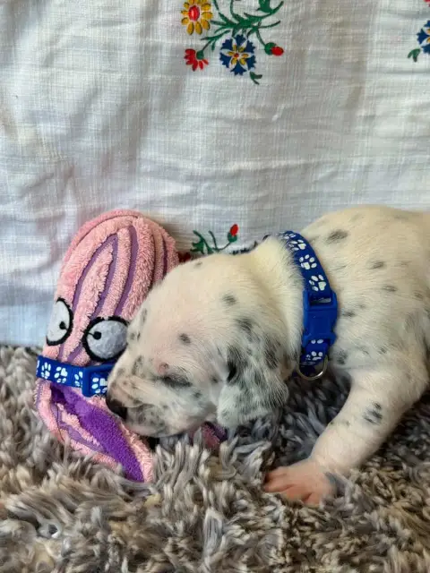 Dalmatien  Collier Bleu Des Gardiennes De La Vallée D ae436 photo 2