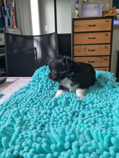 Chihuahua  B Noire Avec Bottes Blanches Des Légendes  e2c3e photo 3