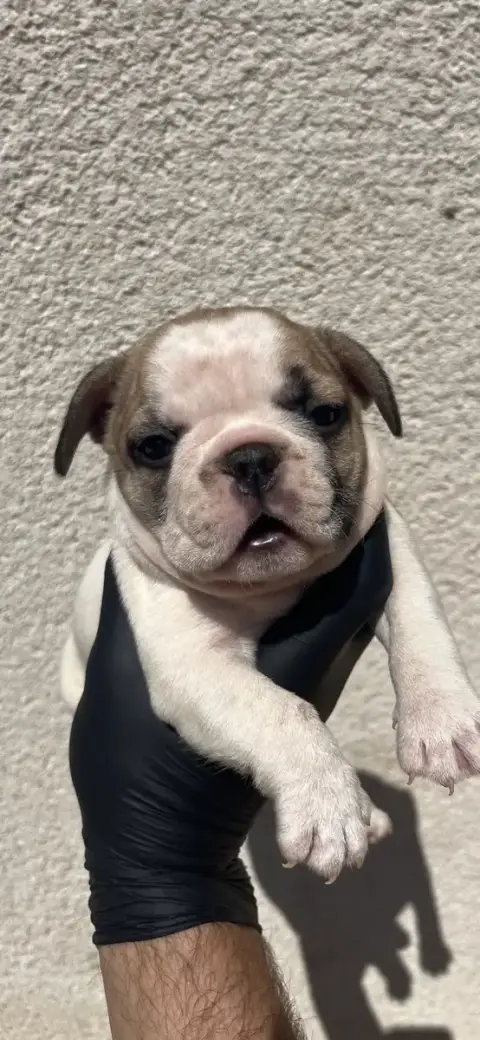 Bouledogue Français 
                        Chiot N° fbee3