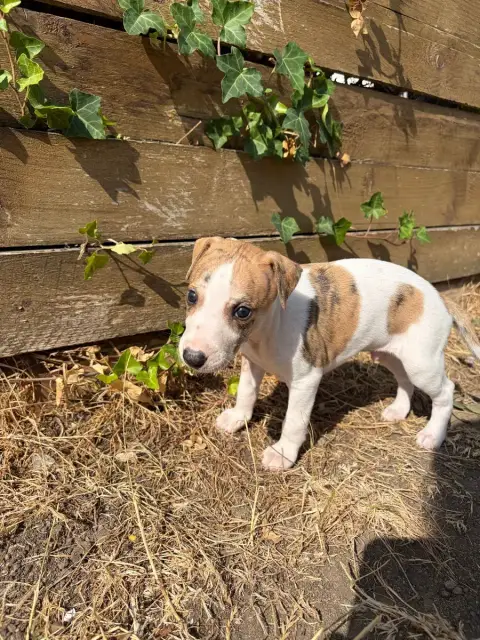 Whippet 
                        Chiot N°3 Des Soft M ab93b photo 3
