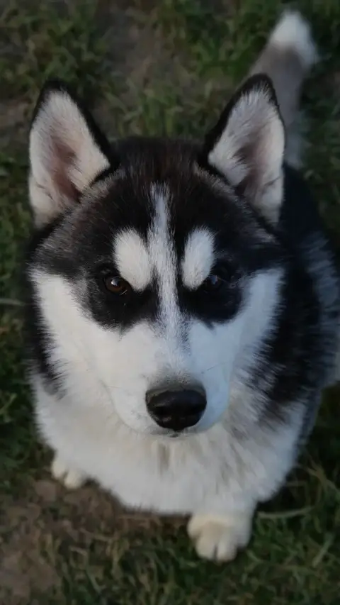 Siberian Husky  Adès Du Royaume De L'Etoile Bleue