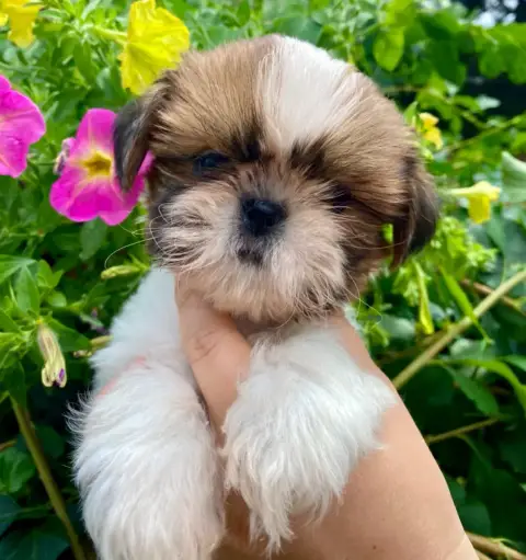 Shih Tzu  Bailey De La Baronnerie Des Cuillerdier