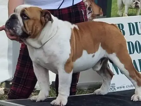 Bulldog Anglais  Barth photo 3