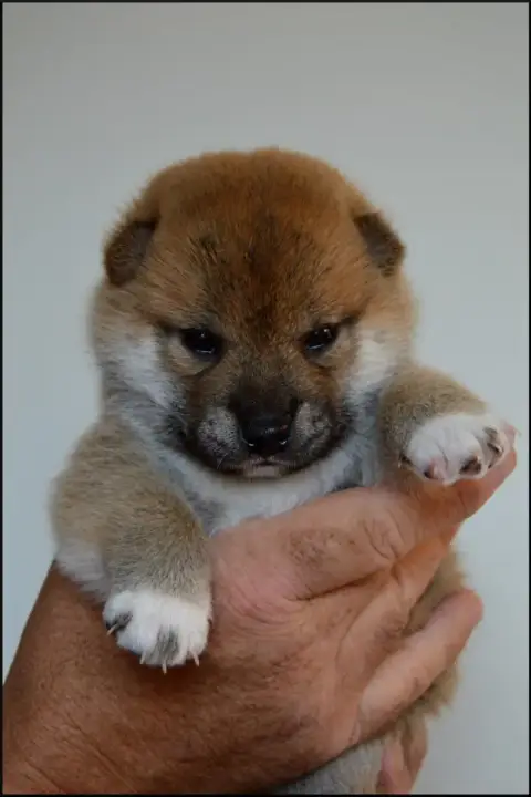 Shiba  Chiot N°1 De L'Empire Des Samouraïs photo 2