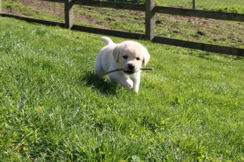 Labrador Retriever  Collier Vert Clair Of The Little  8e744 photo 2