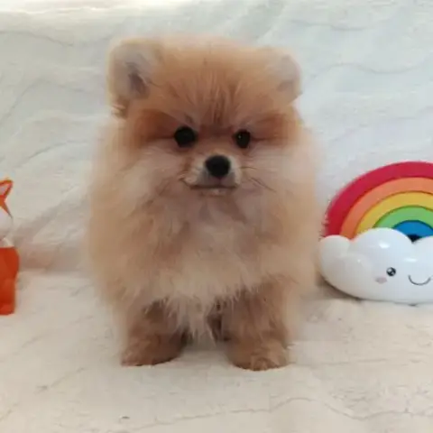 Véritable Spitz Allemand