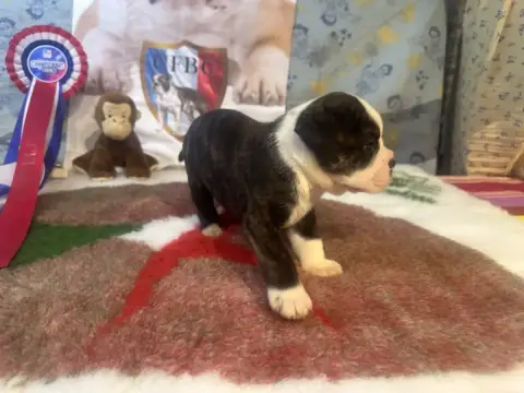 Bulldog Continental  Boule De Flipper De La Roche De  1210f photo 3