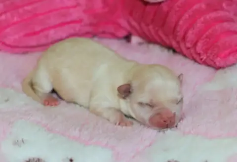 Chihuahua  Chiot N°2 Voxel Ux