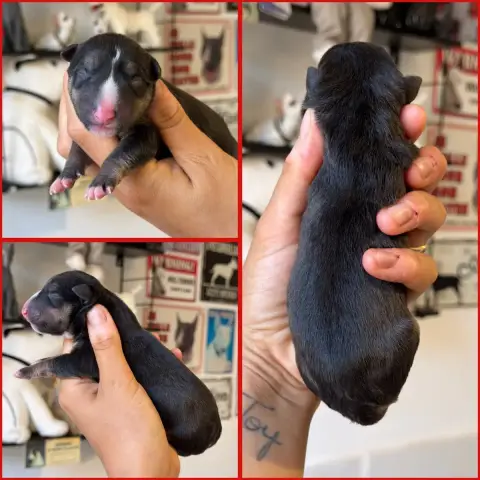 Bull Terrier Miniature