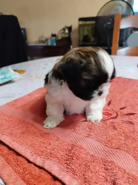 Shih Tzu  Baccara Du Jardin Des Perles De Cixi photo 2