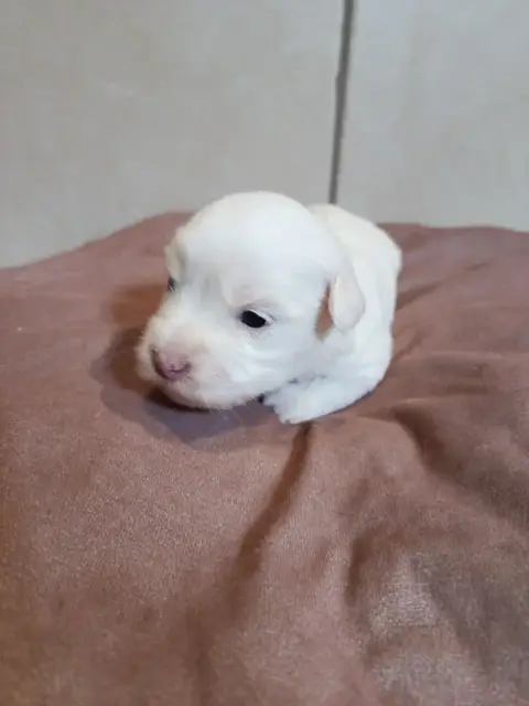 Coton De Tulear  Bleu Du Haut De Champfleury photo 3
