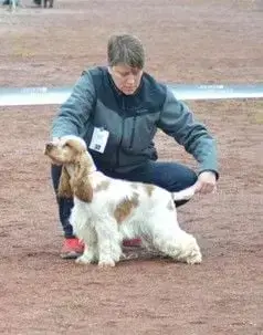 Cocker Spaniel Anglais  Beryl Du Clos Noentine photo 3