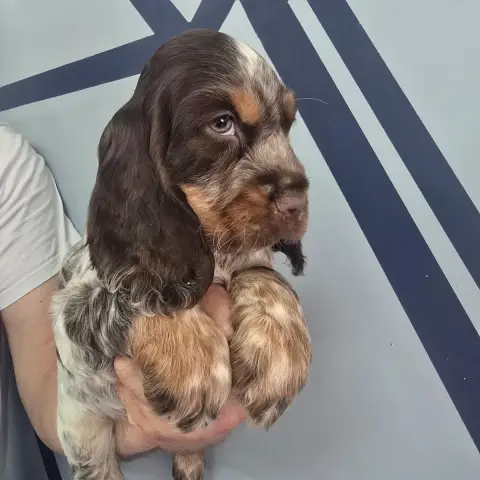Cocker Spaniel Anglais  Baileys