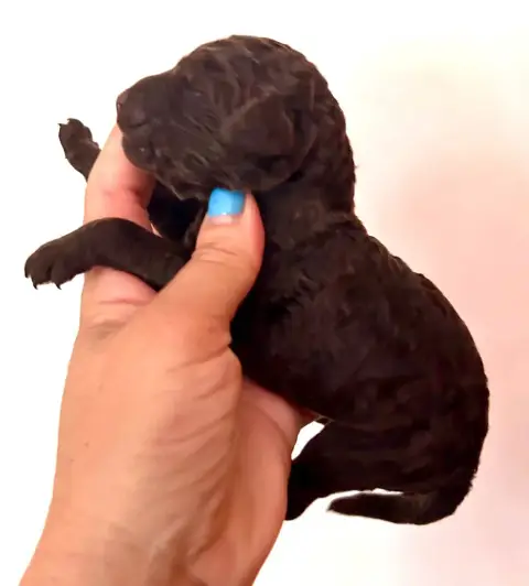 Caniche  Chiot 6 Du Coeur Des Terres