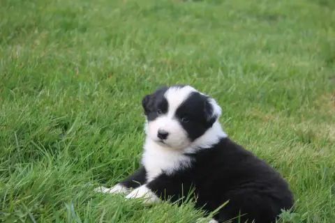 Berger Australien  Chiot N°4 Royal Fluffy
