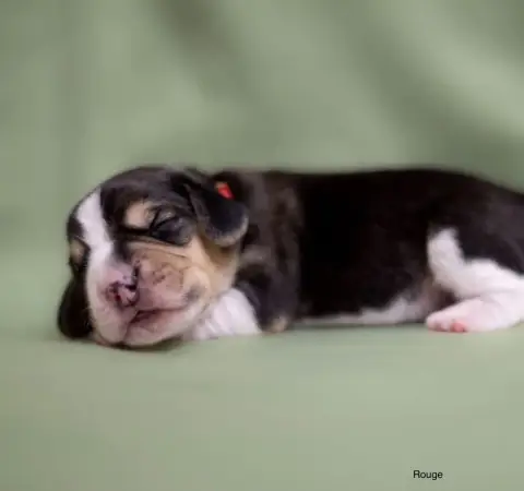 Beagle  Collier Rouge Du Domaine D'Amandine