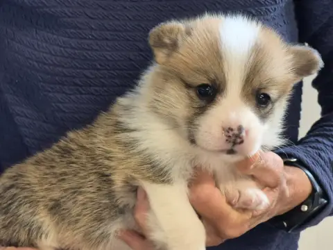Welsh Corgi Pembroke  B... De Paline